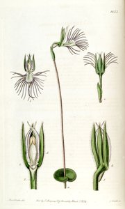 Bartholina burmanniana (como sin. Bartholina pectinata)